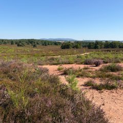Mehlinger Heide 