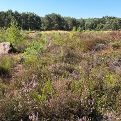 Mehlinger Heide