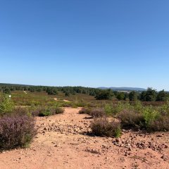 Mehlinger Heide