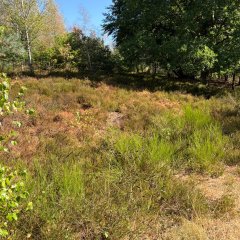 Mehlinger Heide