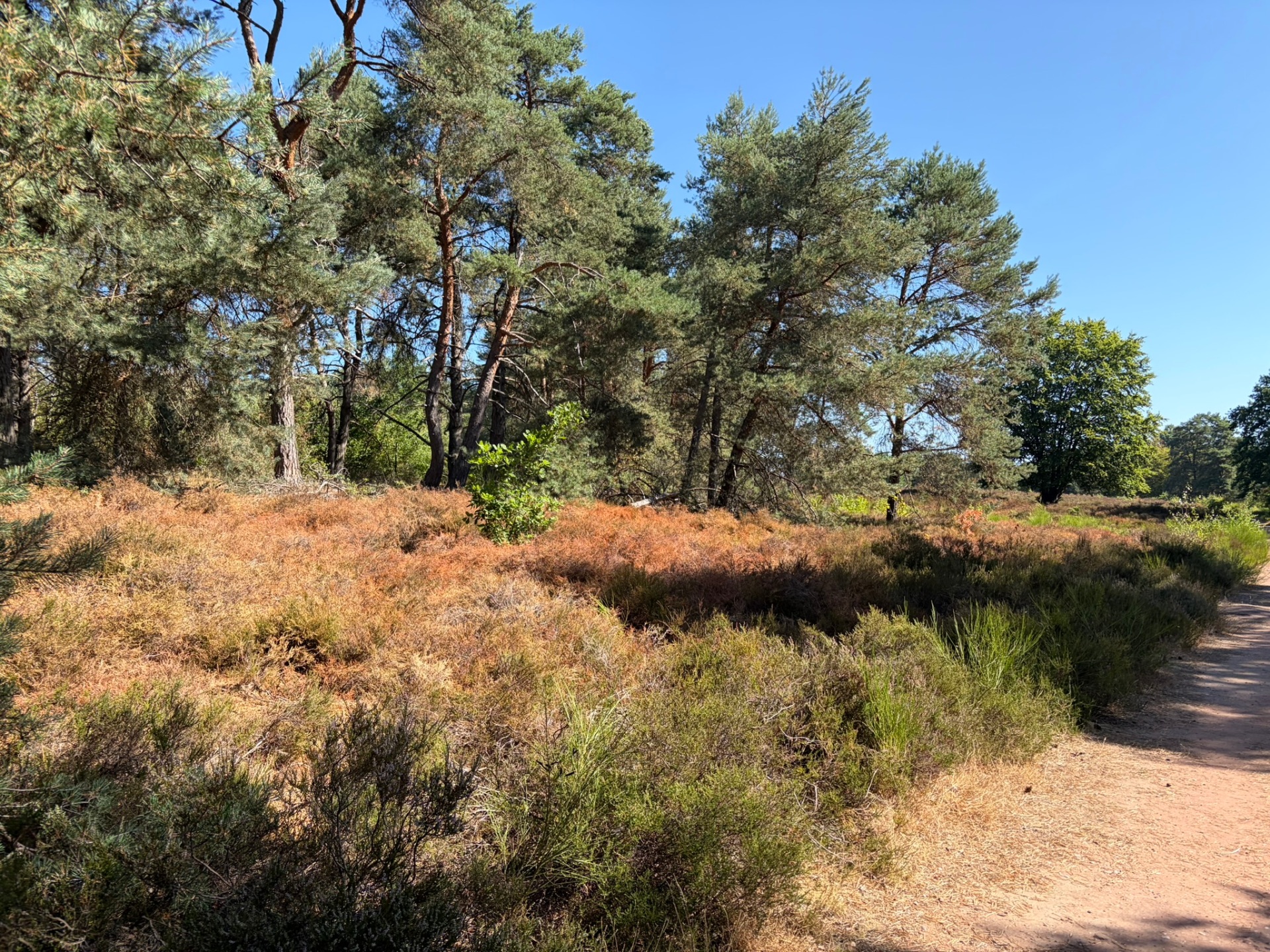 Mehlinger Heide