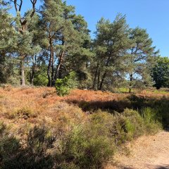 Mehlinger Heide
