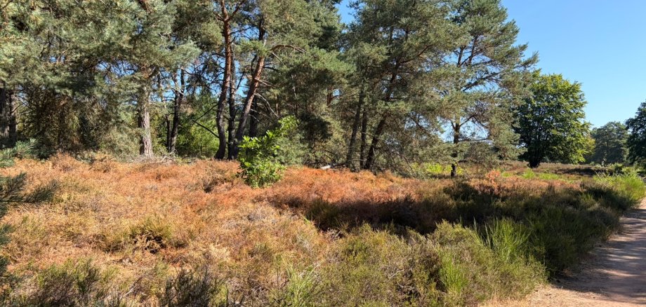 Mehlinger Heide