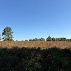 Mehlinger Heide