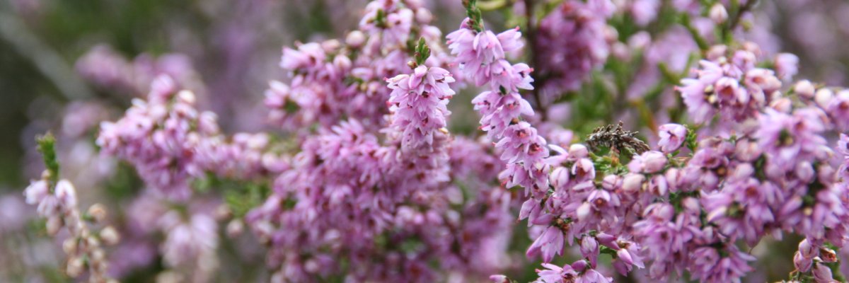 Heideblüte