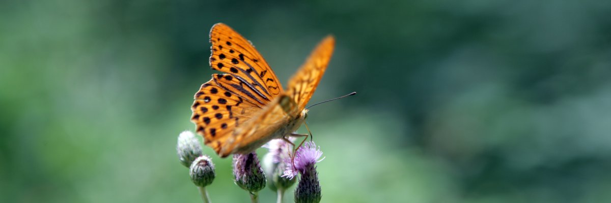 Schmetterling auf Blume
