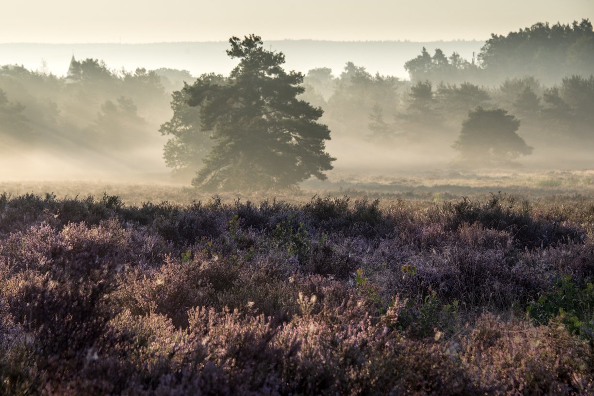 Mehlinger Heide bei Nebel