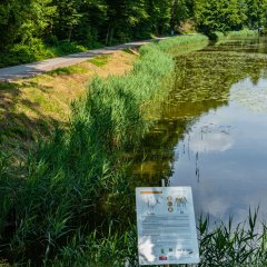 Sonnenweg an den Schwarzweihern