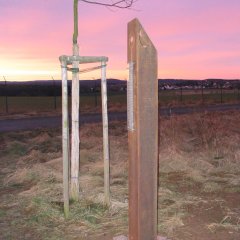 Sichel bei Sonnenaufgang