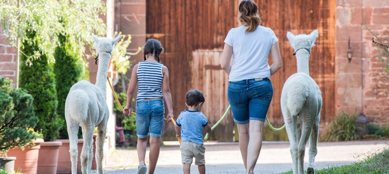 Foto von einer Familie die mit Lamas spazieren geht