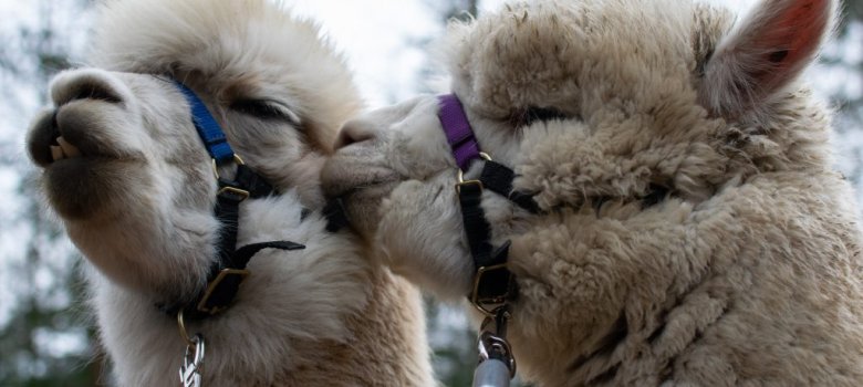 Lamas