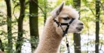Lama