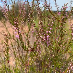 Blüte vom 18.07.2025