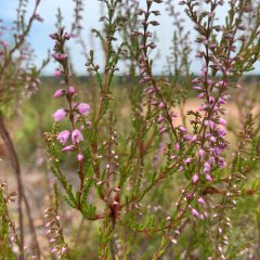 Blüte vom 18.07.2025