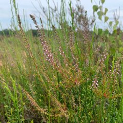 Blüte vom 18.07.2025