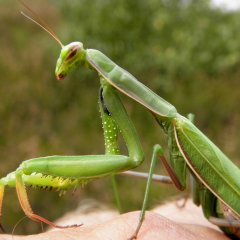 Gottesanbeterin in der Heide