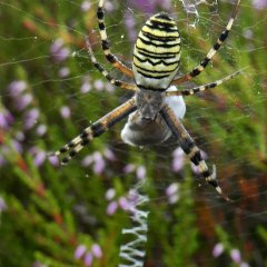 Wespenspinne Mehlinger Heide