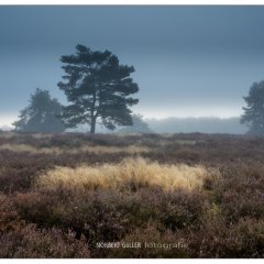 Mehlinger Heide bei Nebel