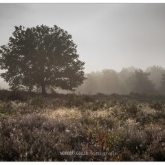Mehlinger Heide bei Nebel
