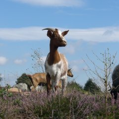 Ziege in der Heide