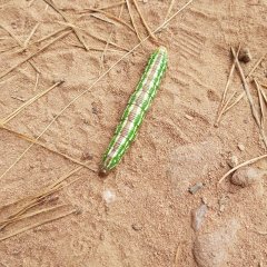 knallgrüne dicke große Raupe