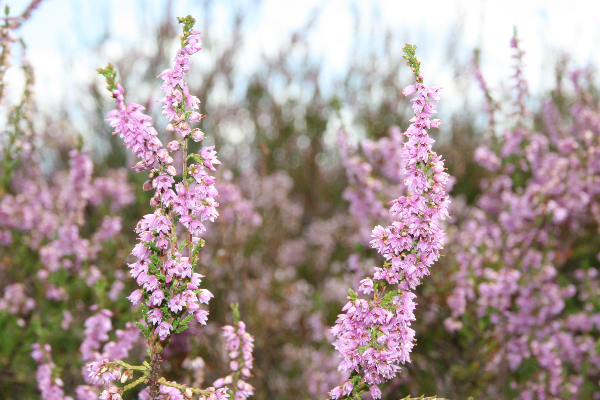 Heidekraut Blüte