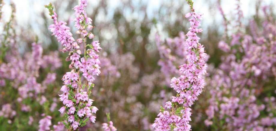 Heidekraut Blüte
