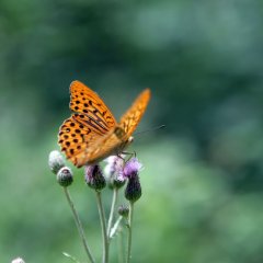 Schmetterling in der Heide