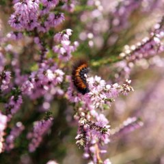 Raupe in der Mehlinger Heide