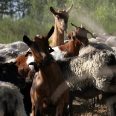 Ziegen und Heidschnucken in der Heide