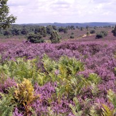 Das Bild zeigt eine weite, offene Heidelandschaft unter leicht bewölktem Himmel. Im Vordergrund wachsen dichte, grüne Farne, dahinter erstreckt sich ein ausgedehntes Feld mit lilafarbenen Blüten. Vereinzelt stehen niedrige Kiefern und einzelne Birken, eine davon mit hellem Stamm gut sichtbar auf der linken Seite des Bildes. In der Ferne sind sanfte, bewaldete Hügel zu erkennen. Die Landschaft wirkt ruhig, offen und natürlich.