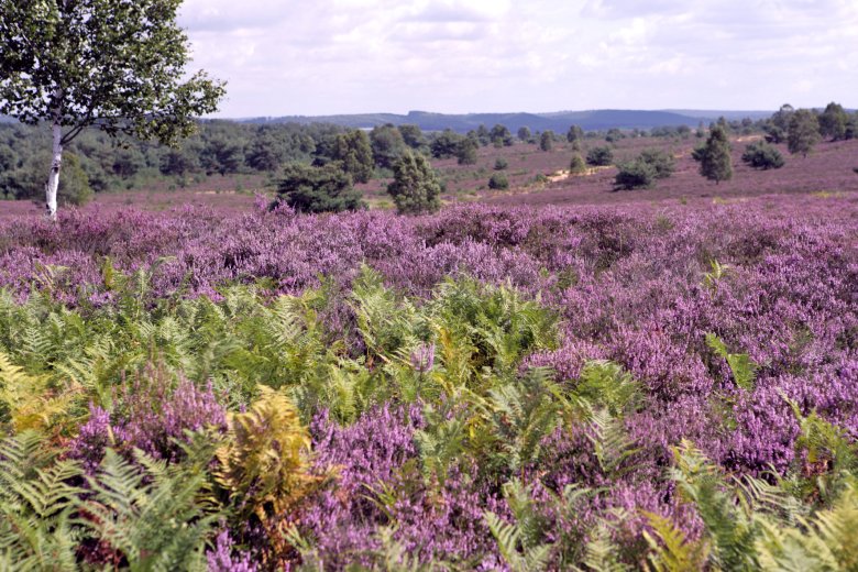 Das Bild zeigt eine weite, offene Heidelandschaft unter leicht bewölktem Himmel. Im Vordergrund wachsen dichte, grüne Farne, dahinter erstreckt sich ein ausgedehntes Feld mit lilafarbenen Blüten. Vereinzelt stehen niedrige Kiefern und einzelne Birken, eine davon mit hellem Stamm gut sichtbar auf der linken Seite des Bildes. In der Ferne sind sanfte, bewaldete Hügel zu erkennen. Die Landschaft wirkt ruhig, offen und natürlich.