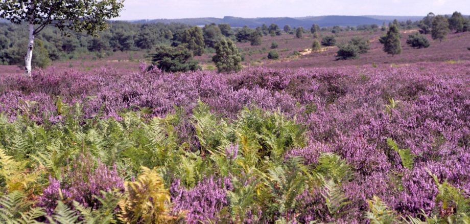 Das Bild zeigt eine weite, offene Heidelandschaft unter leicht bewölktem Himmel. Im Vordergrund wachsen dichte, grüne Farne, dahinter erstreckt sich ein ausgedehntes Feld mit lilafarbenen Blüten. Vereinzelt stehen niedrige Kiefern und einzelne Birken, eine davon mit hellem Stamm gut sichtbar auf der linken Seite des Bildes. In der Ferne sind sanfte, bewaldete Hügel zu erkennen. Die Landschaft wirkt ruhig, offen und natürlich.