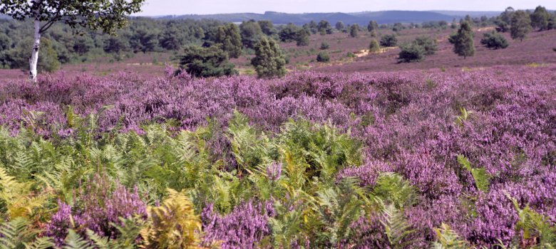 Das Bild zeigt eine weite, offene Heidelandschaft unter leicht bewölktem Himmel. Im Vordergrund wachsen dichte, grüne Farne, dahinter erstreckt sich ein ausgedehntes Feld mit lilafarbenen Blüten. Vereinzelt stehen niedrige Kiefern und einzelne Birken, eine davon mit hellem Stamm gut sichtbar auf der linken Seite des Bildes. In der Ferne sind sanfte, bewaldete Hügel zu erkennen. Die Landschaft wirkt ruhig, offen und natürlich.