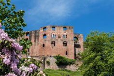 Frankenstein Burgruine 2018 Frankenstein Burgruine 2018